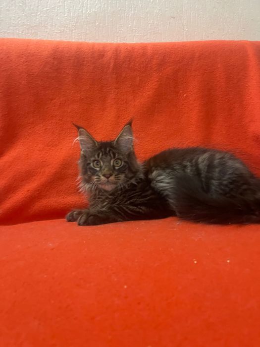 Maine Coon cu părinții campion