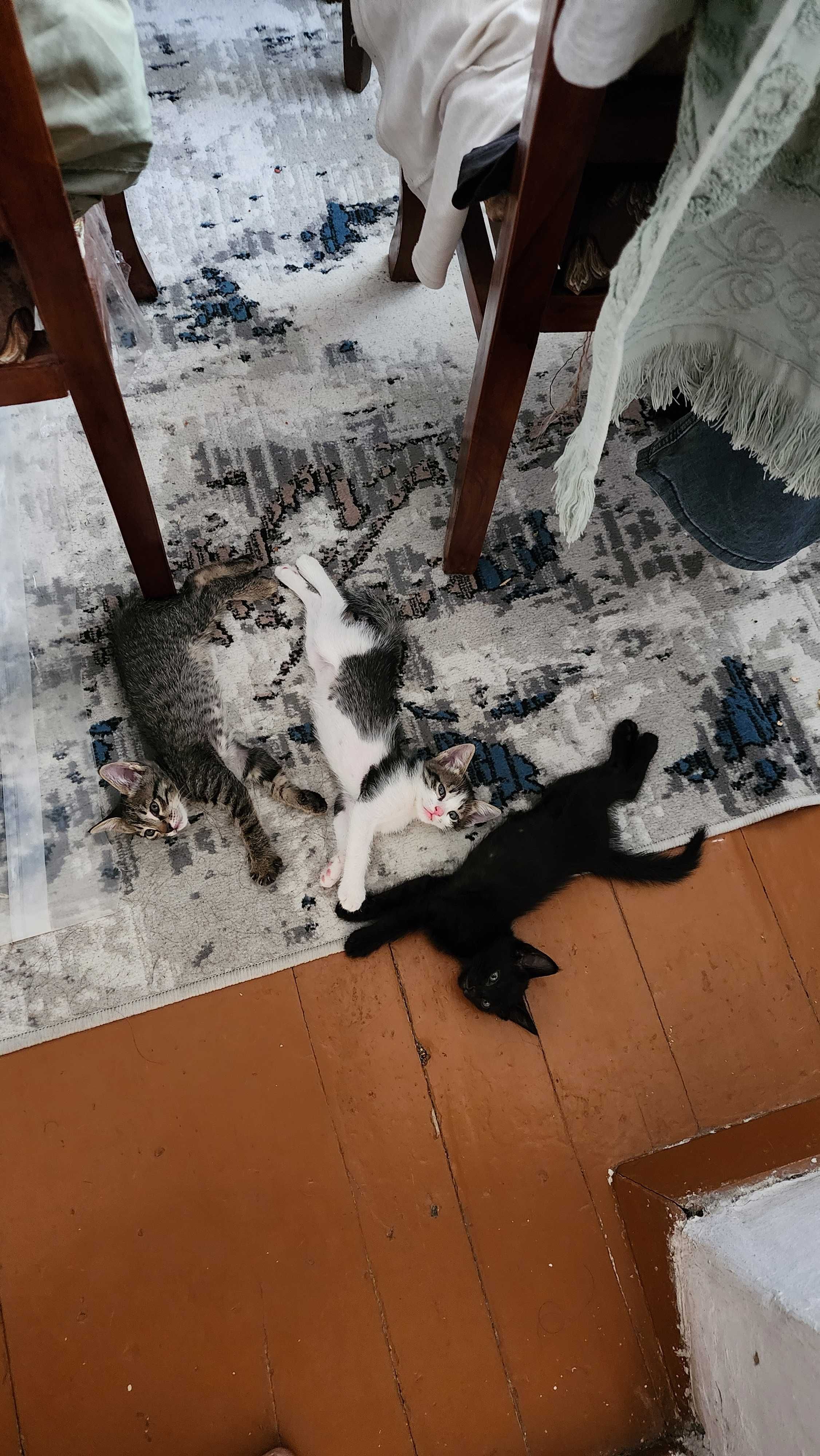 Отдам котят 3шт мальчики