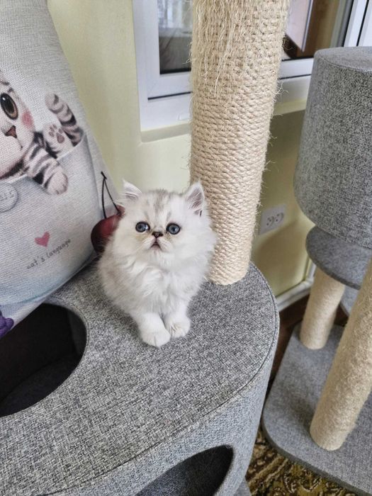 Motanel persan cu pedigree