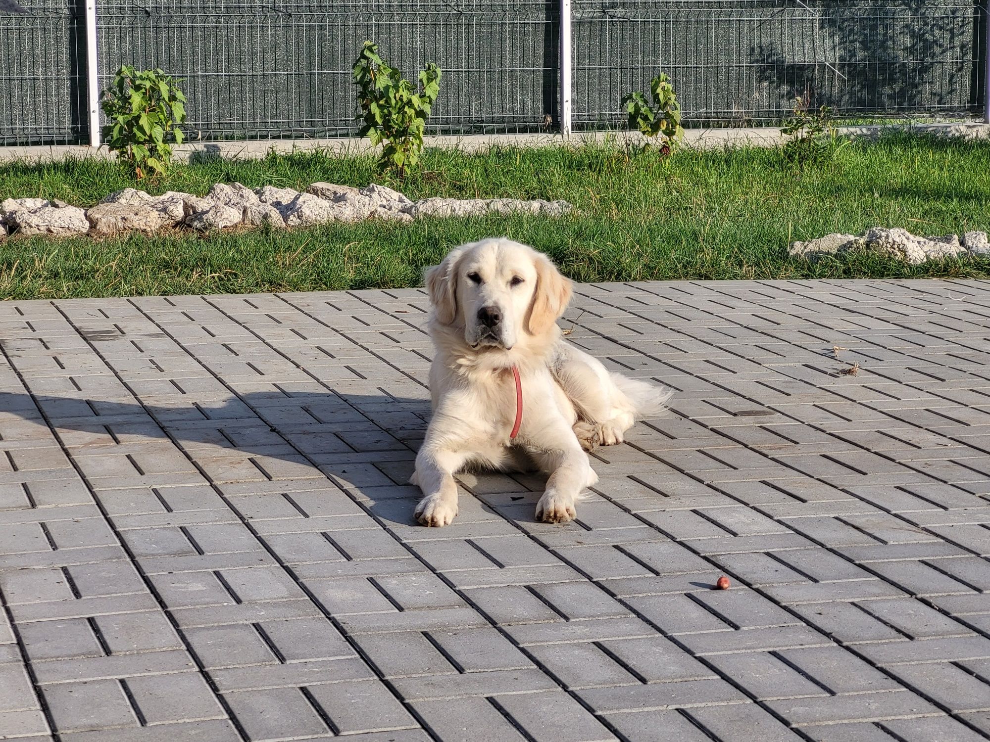 Golden retriever femelă