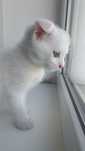 Скоттиш Фолд-Scottish Fold