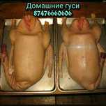 Гуси, курица, мясо, домашние гуси, қаз, куры, утки, индейка, индоутка,