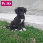 Cățeluși spre adopție [VACCINAȚI]
