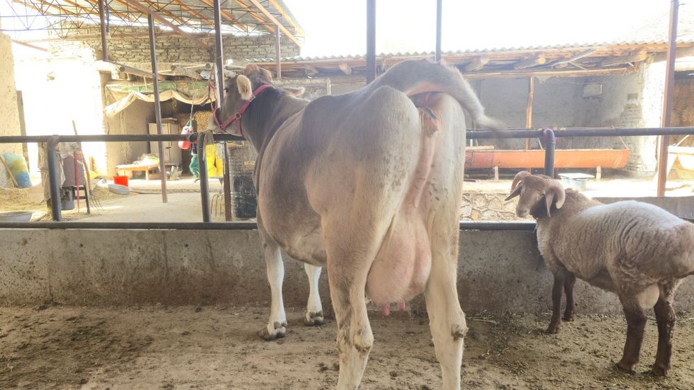 Бир корин тукан, иккинчисига бугоз. Пародаси юга-юз Швец