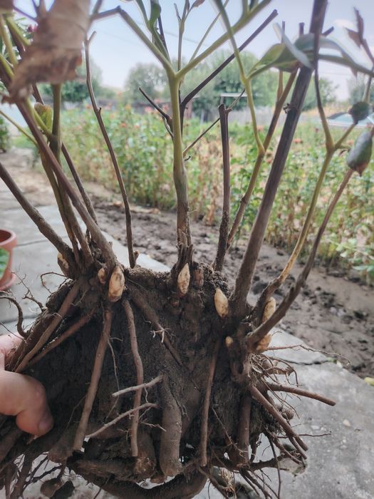 Rizomi Bujori(Peonie) Monsieur Jules Elie