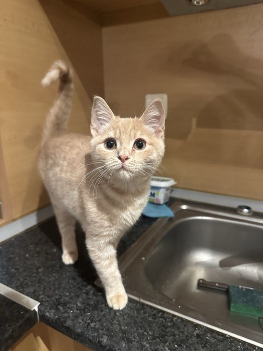 British Blue Point Британски