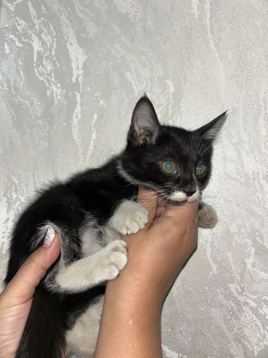 Отдам котёнка бесплатно