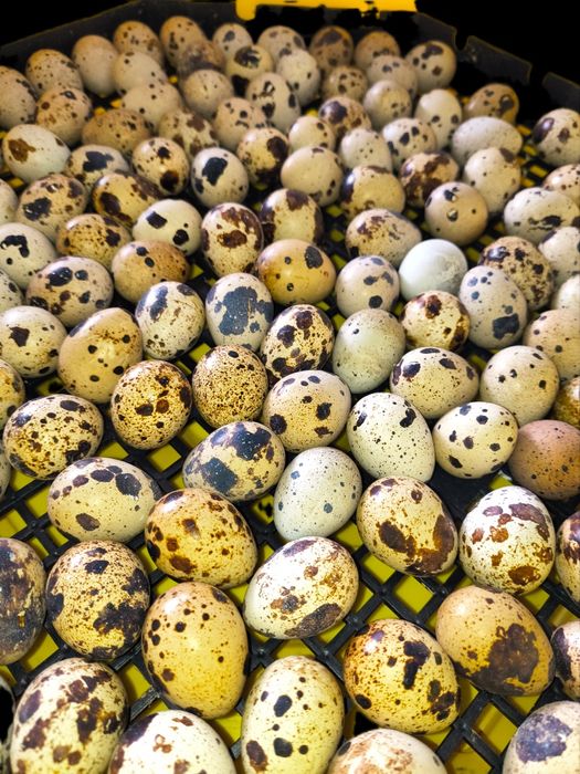 Oua de prepelita