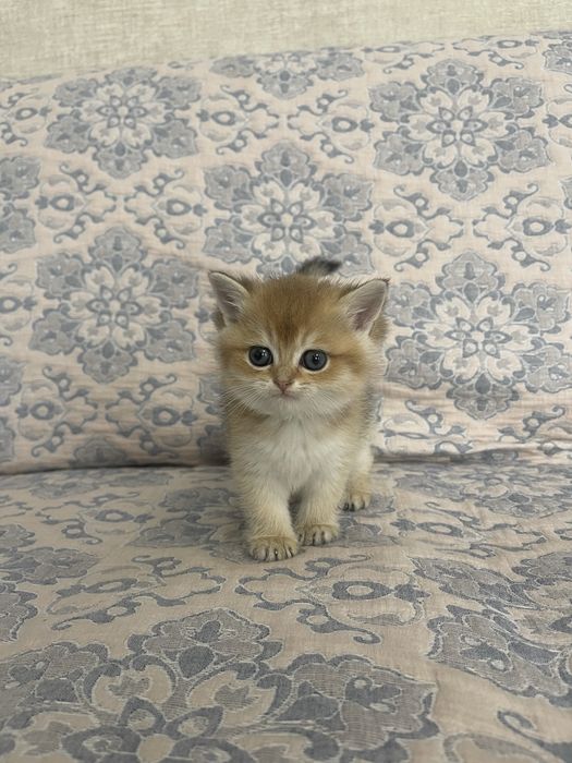 Британка (золотая шиншилла)