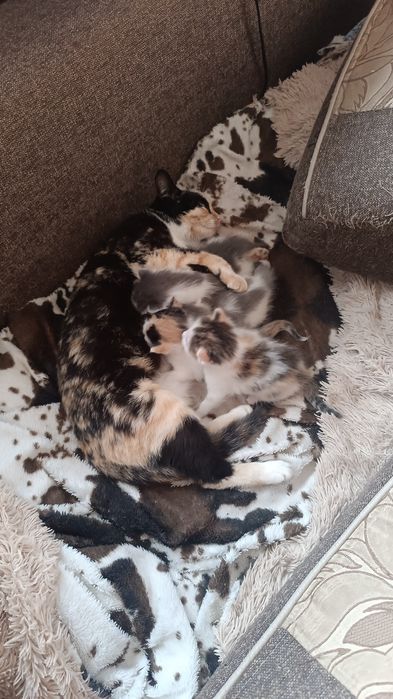 Отдам котят в хорошие руки!
