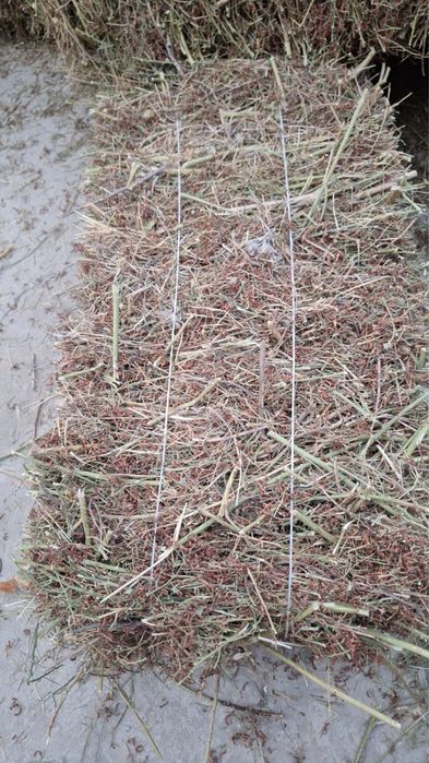 Жантак 50пресс бар.калада тур