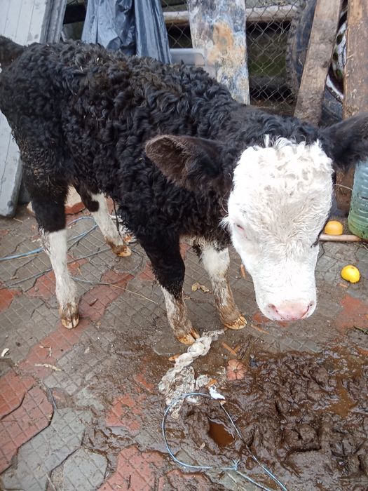 Vand tauras de lapte cu parul cret