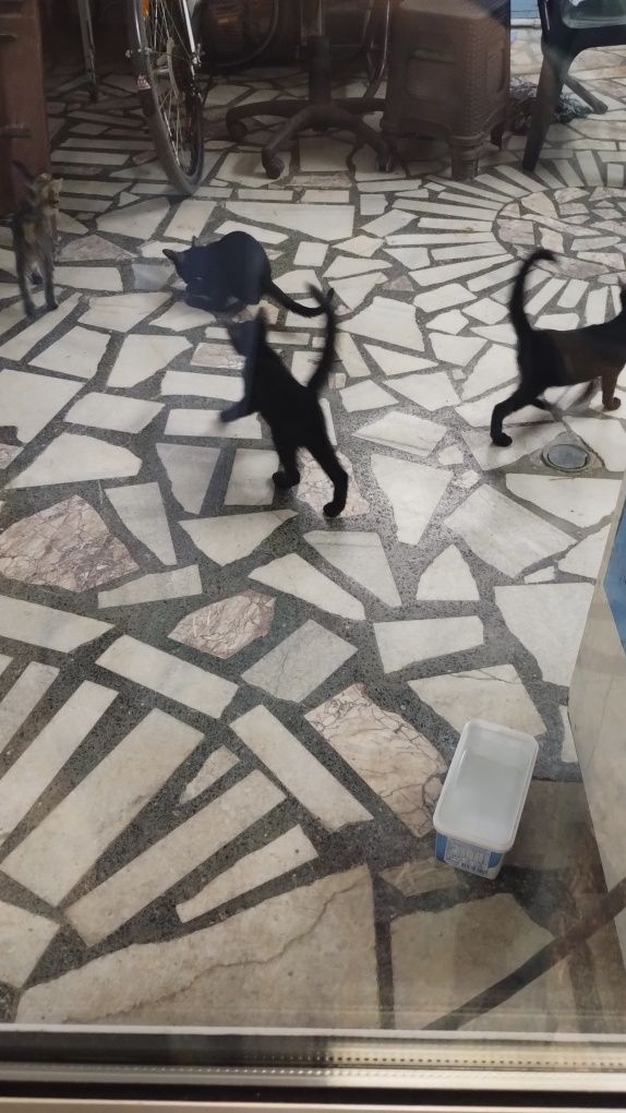 Подаряваме малки котки