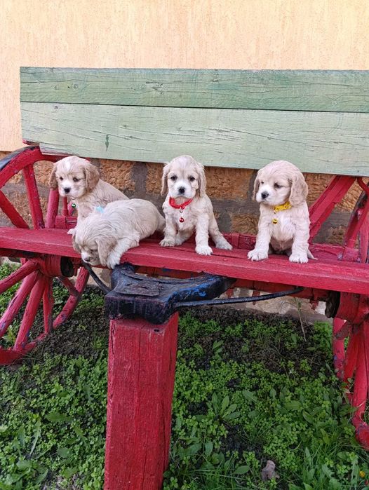 Американски кокер шпаноли