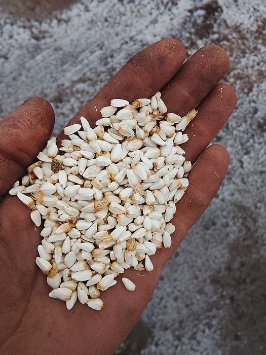 Семена сафлора продам