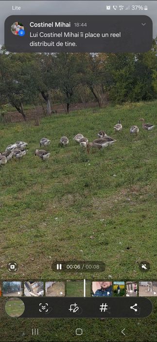 De vânzare gâscani Românești
