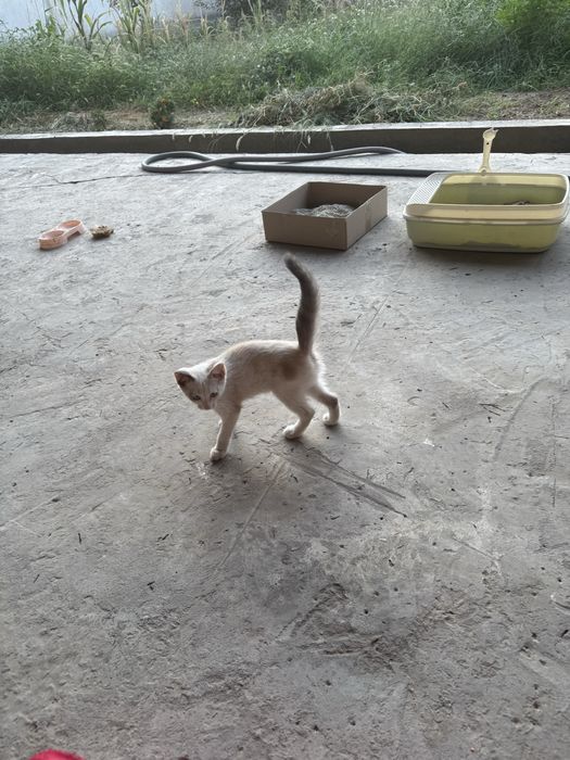 Ona bola mushuklar