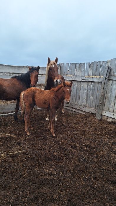 Сатылады 3 4 айлыктар