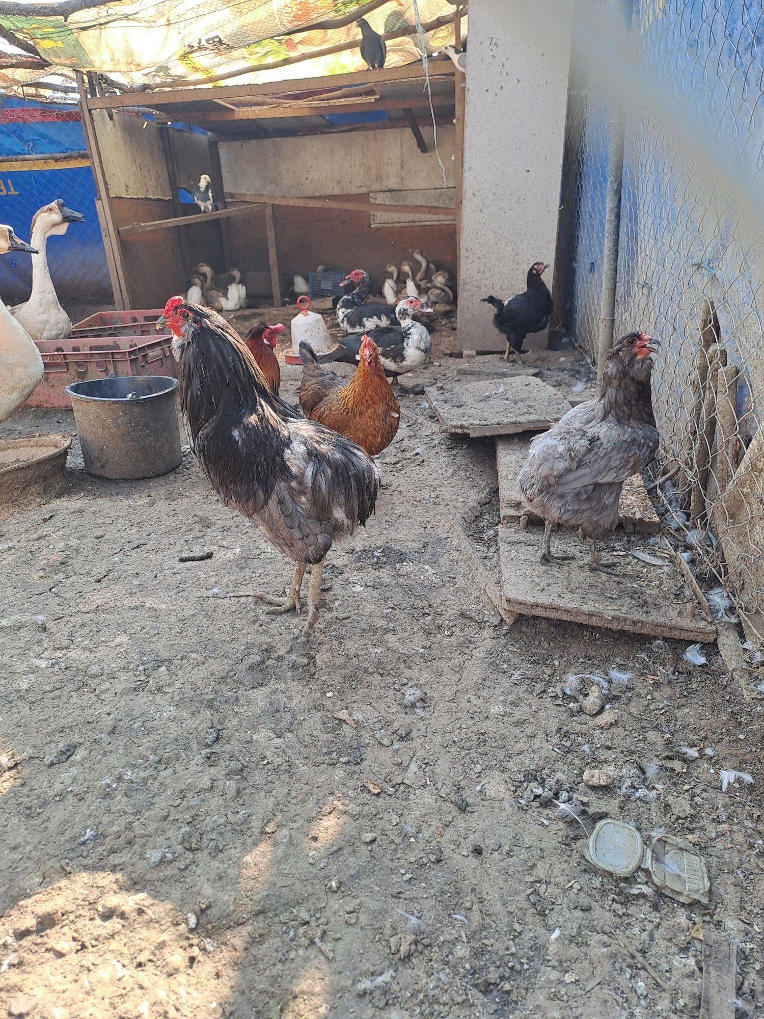 Gaini pitice pereche/gaini araucana pereche