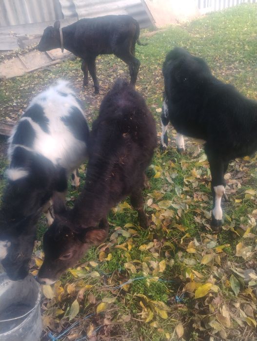 Продавам четири  телета