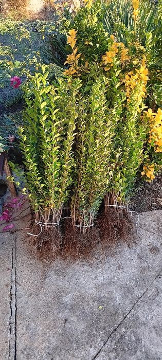 Лигуструм ovalifolium 0.60