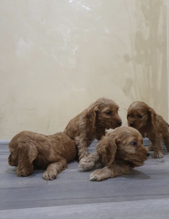 Кокер шпаньол чистокръвни