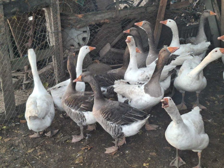 Vând gâște tinere