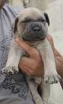 Cane Corso Mascul