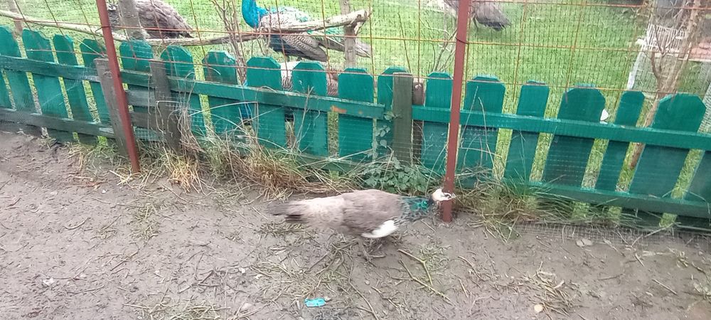 Păun pui mascul de anul acesta și fazani auri