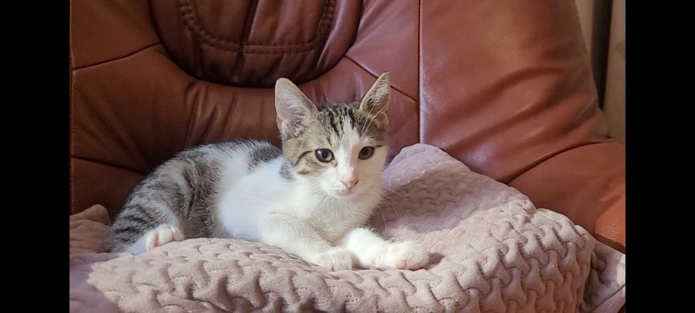 Adoptie pui de pisica de 4 luni VACCINATI DEPARAZITATI