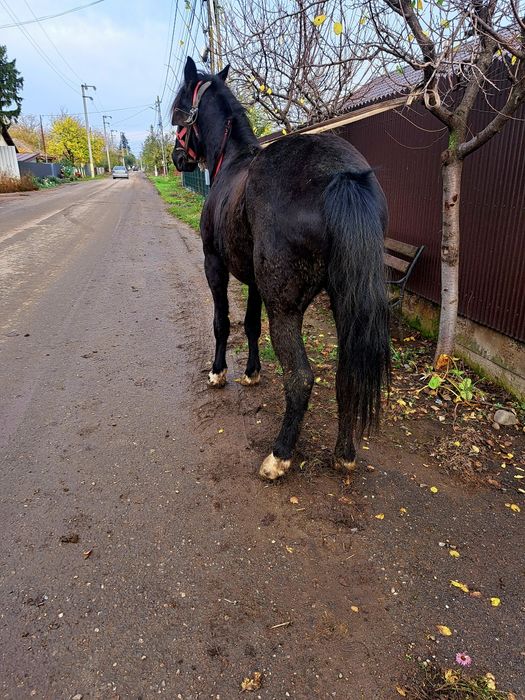 Vând o manza de 1 an jumate