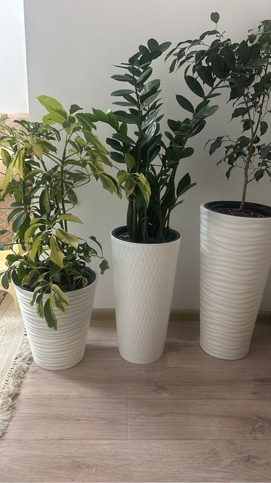 Шефлера, фикус Бенджамина, долдаровое дерево