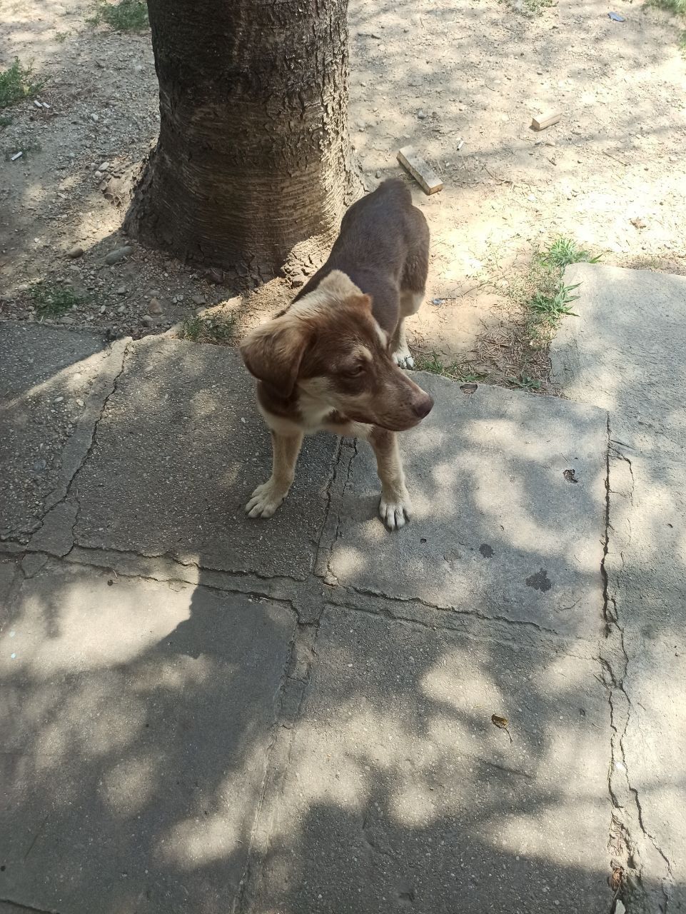 Catelusa pentru adoptie varsta 5 luni