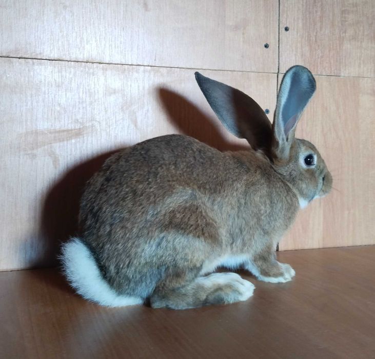 Кролики самки/самцы