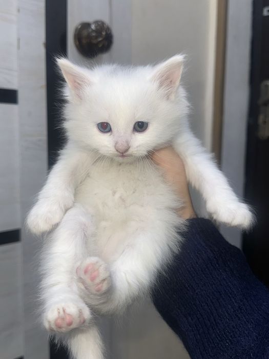 Продаю домашних котят