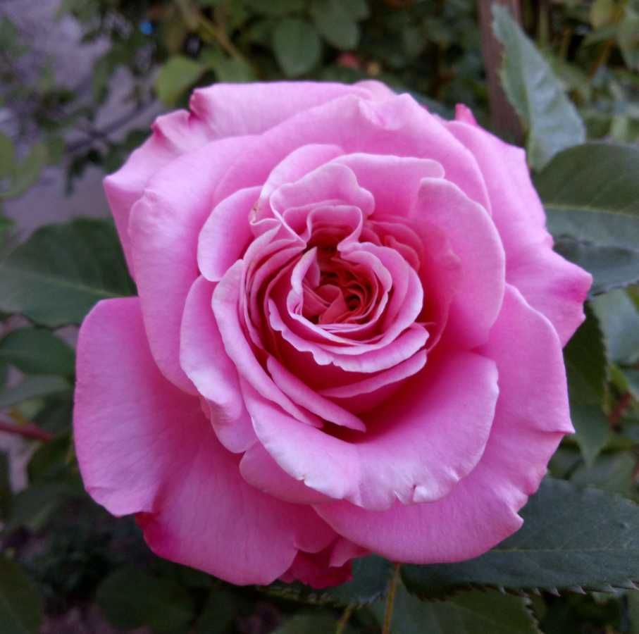 Саженцы роз, чайногибридные, очень насыщенный аромат.