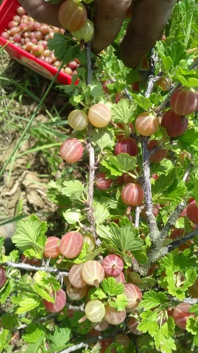 Vand agris hinnonmaki rot la super pret