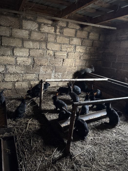 Кролики хорошие очень