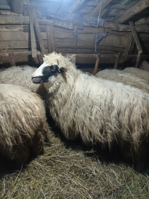 Oi breze și băle, bune