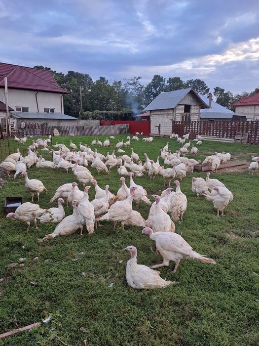 Vând curcani big 6 crescuti natural