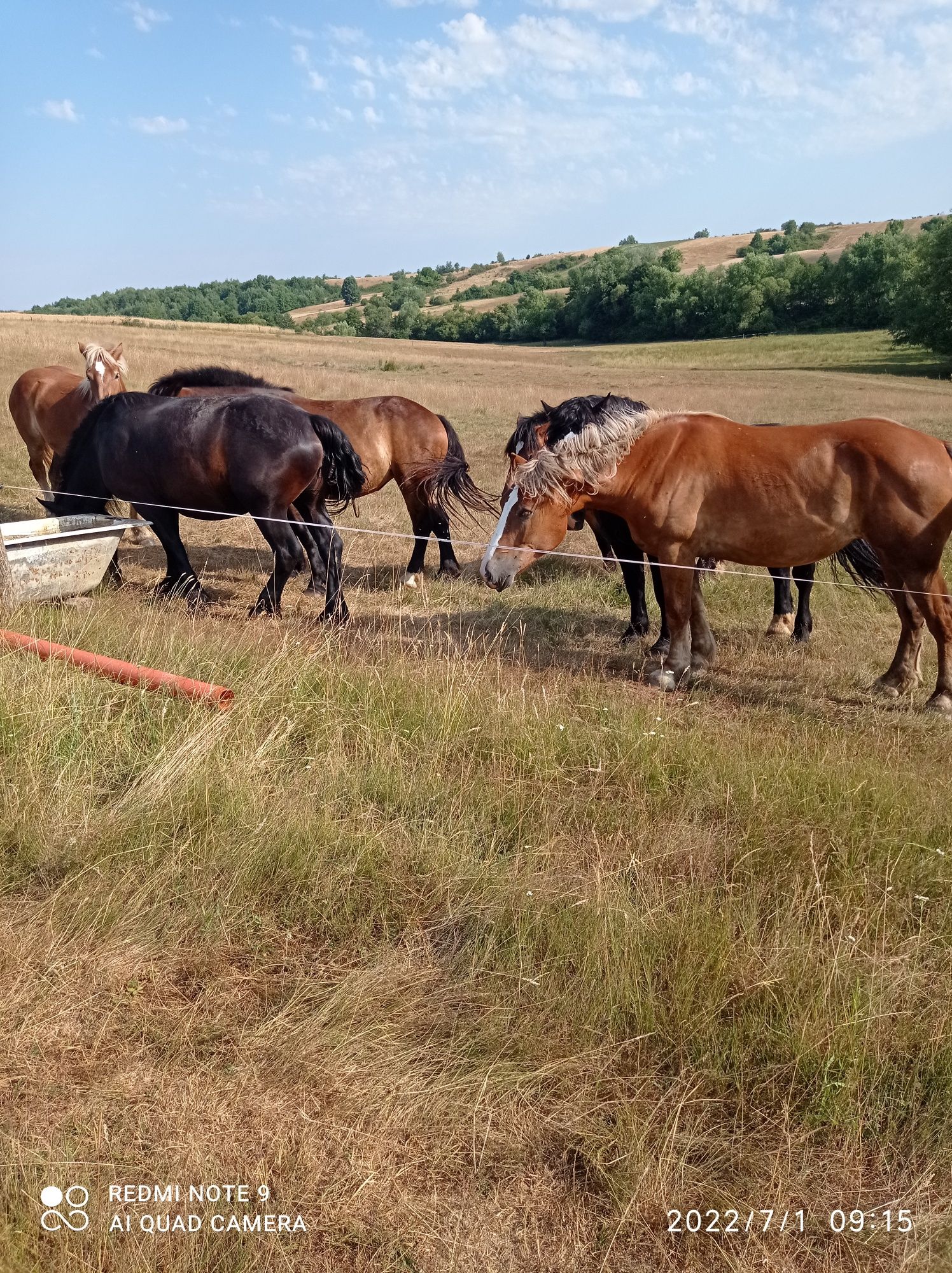 8 iepe,3 manji si un armasar linia Fitero