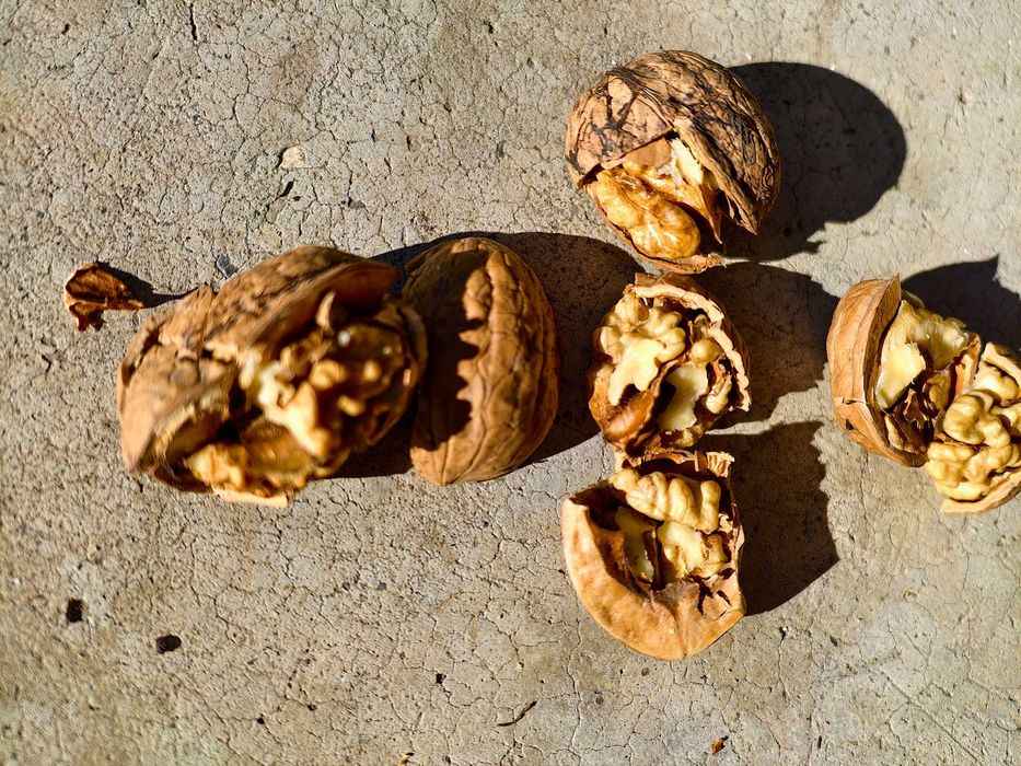 Vand nuci productie 2025