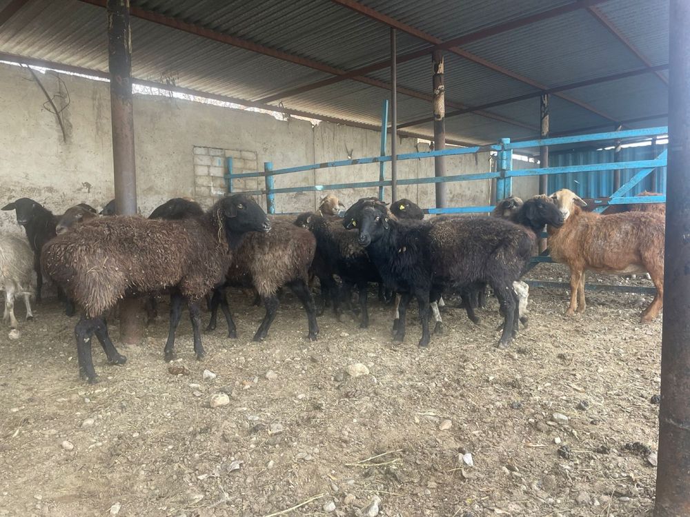 Продам баран.