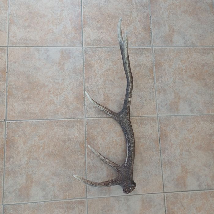 Рог от Благороден елен