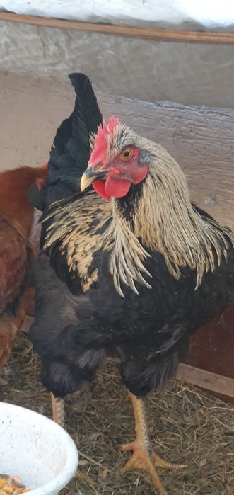 Петухи Хурозлар хонаки ва броллер