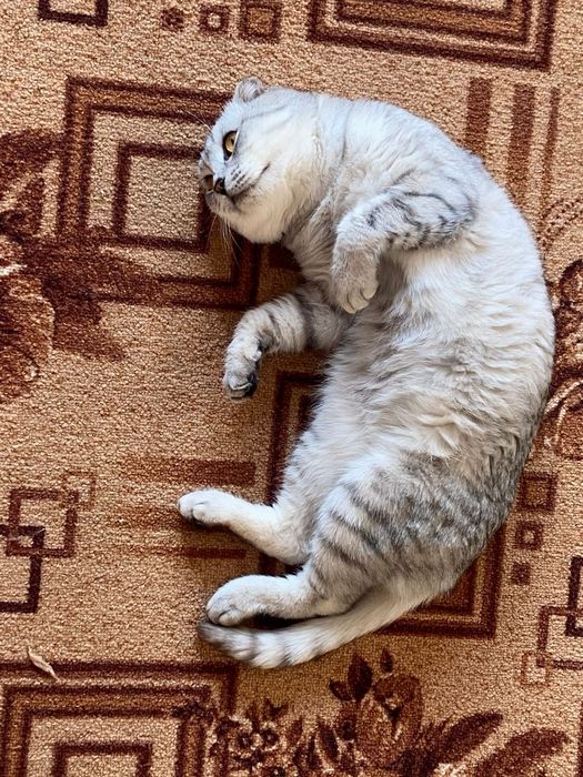 Отдам кота в добрые руки бесплатно ( мальчик ), в связи с работой,