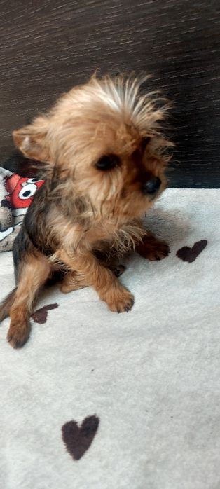 Yorkshire Terrier -fetita extramini