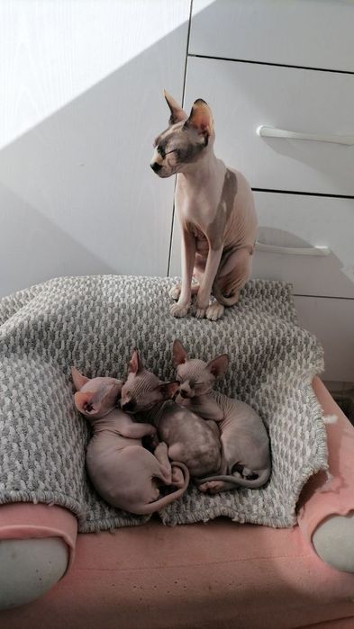 Продаются канадские сфинксы