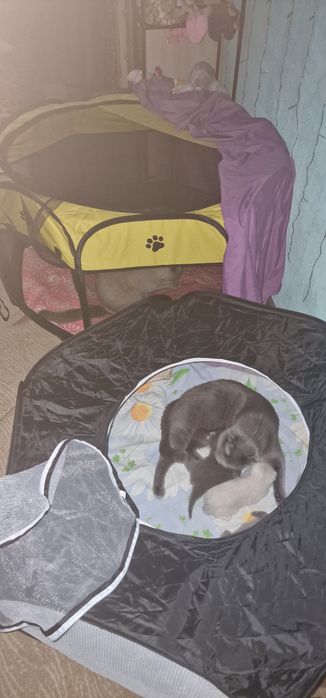 Шотландские котята