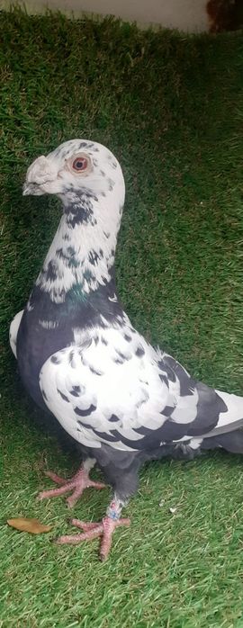 Porumbei stil vechi duduros